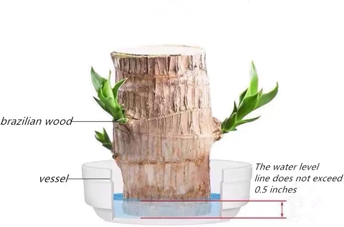 Brazilian Lucky Wood，Easy to Maintain and Purify the Air Brazilian Wood，Suitable for Living Rooms, Kitchens, Bedrooms, Desks, and Outdoor Gardens (AD)