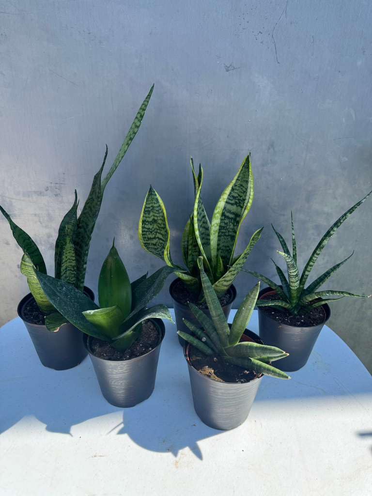 PLANTVERS Set of 3 Assorted Sansevieria in 4" Grow Pots – Live Snake Plant Collection – Easy Care Succulent Houseplants – Air Purifying Indoor Plants