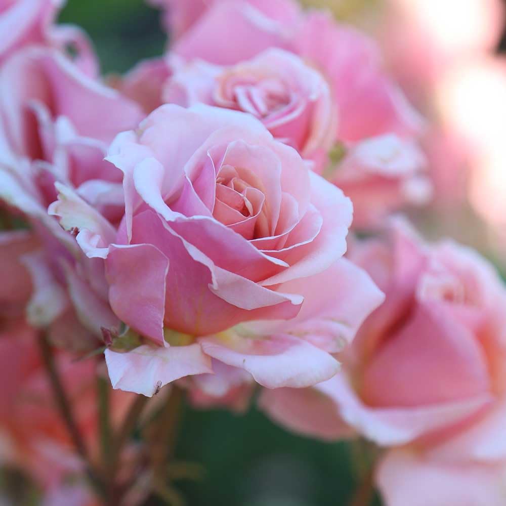Heirloom Grandiflora Roses, Live Own Root Plant for Outdoor Garden, Mother of Pearl®, Lightly Fragrant, Hardiness Zones: 6-9, Repeat Blooming