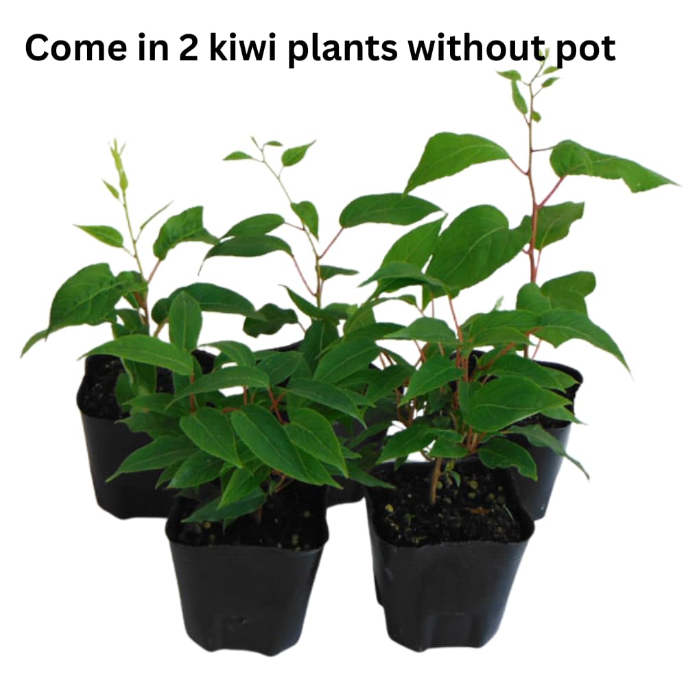 2 Hardy Kiwi Plants Live, Well Rooted 4-6" Tall Kiwi Vines, Perennial Fruit Plants for Garden or Trellis