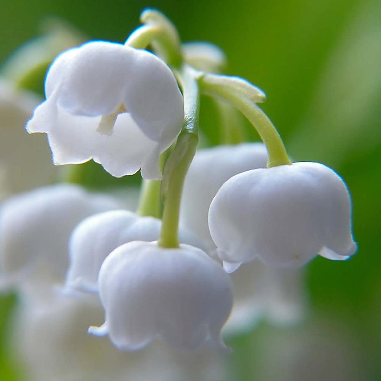 Votaniki White Lily of The Valley - Fragrant, Long Lasting Blooms, Perennial (Convallaria Majalis) Lily of the Valley Bare Root for Planting | Spring Flower, Perfect for Outdoor & Indoor (25 Pack)
