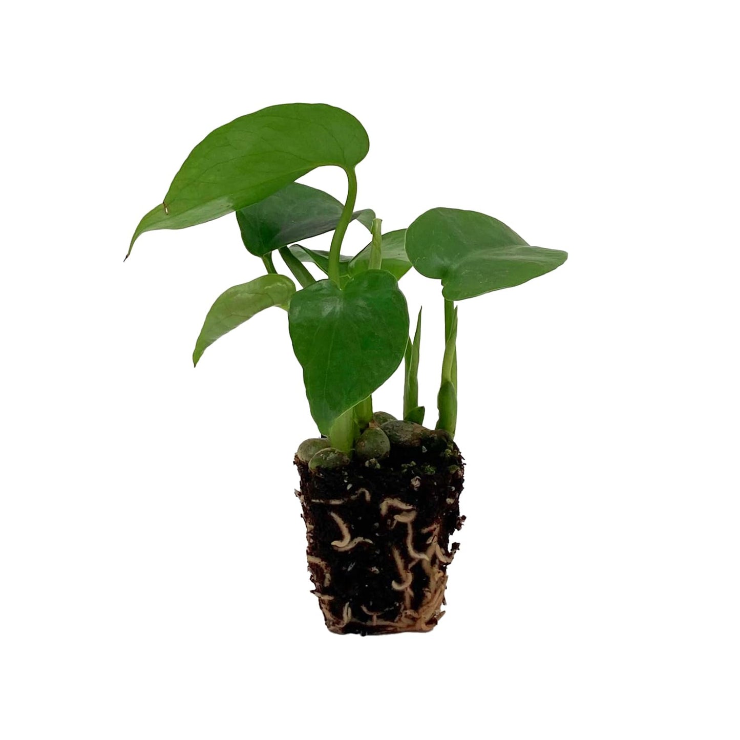 ragnaroc Monstera Deliciosa 2-4" 4ct – Live Plant for Indoor Outdoor Use, Garden & Landscaping – Live Arrival Guaranteed