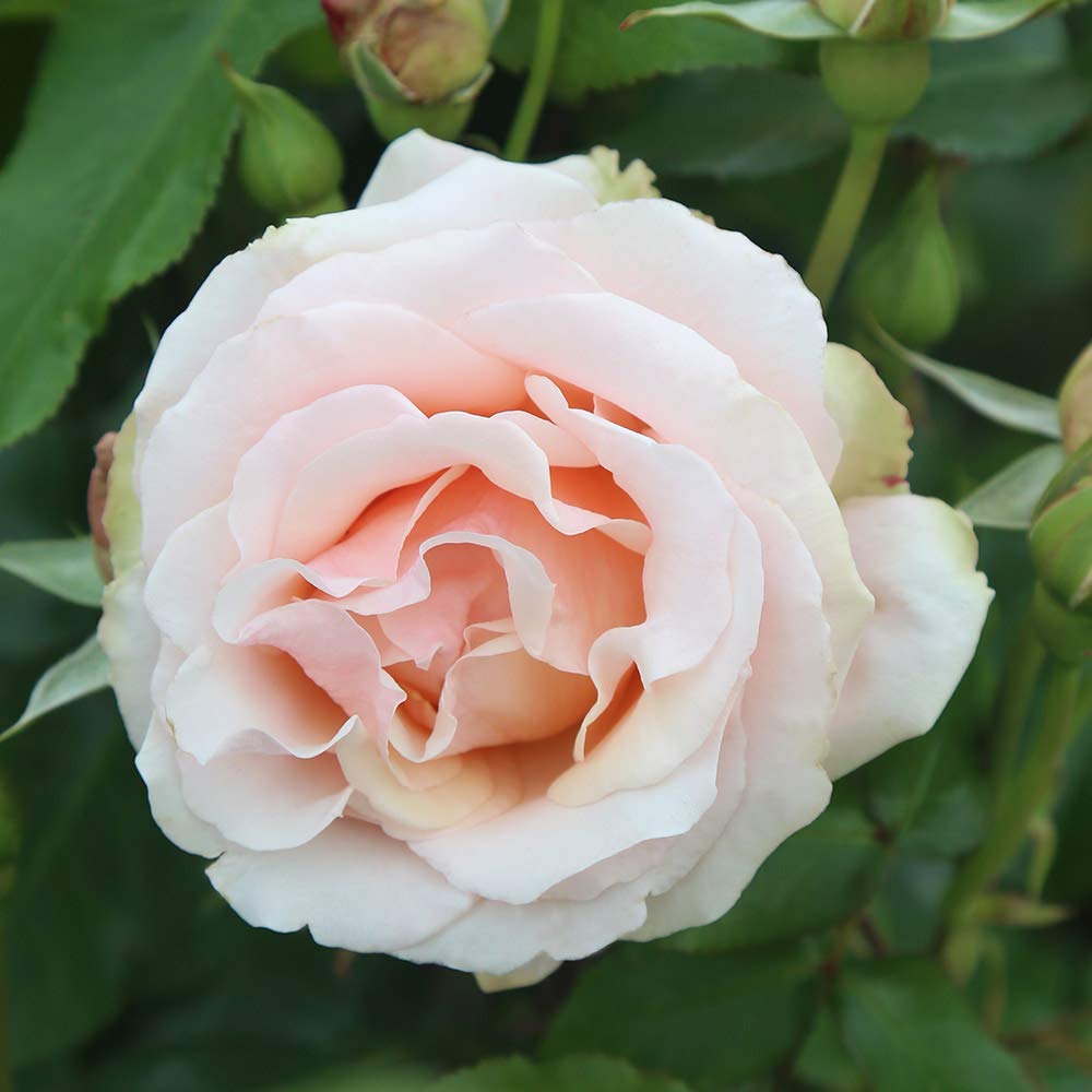 Heirloom Grandiflora Roses, Live Own Root Plant for Outdoor Garden, Mother of Pearl®, Lightly Fragrant, Hardiness Zones: 6-9, Repeat Blooming