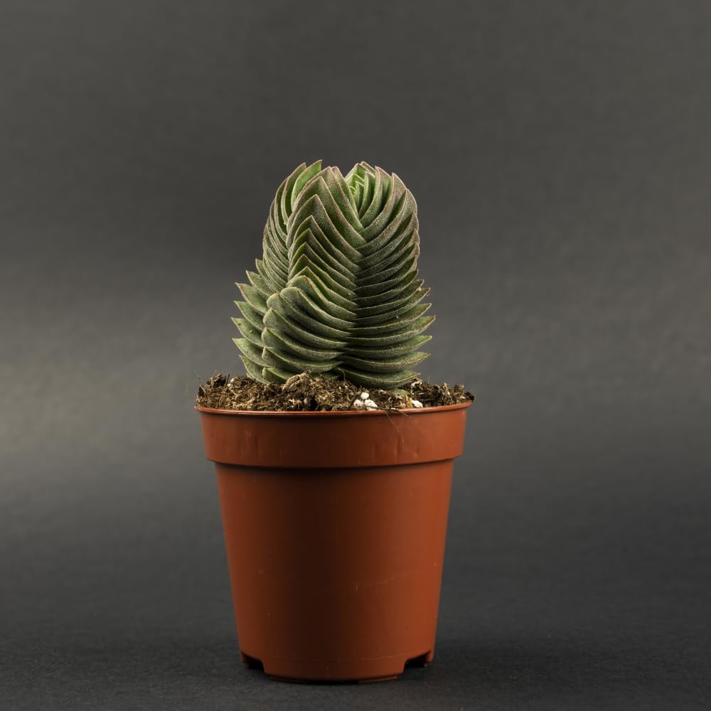 Live Succulent Crassula, Set 2 Crassula Well Rooted in 3.25 Inches Pot, Houseplant for Home Office Decor