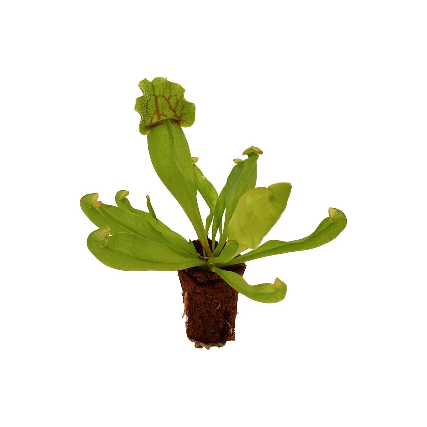 ragnaroc Sarracenia Purpurea SSP. Venosa 2-4" (Purple Pitcher Plant) 4ct – Live Plant for Indoor Outdoor Use, Carnivorous Plants – Live Arrival Guaranteed