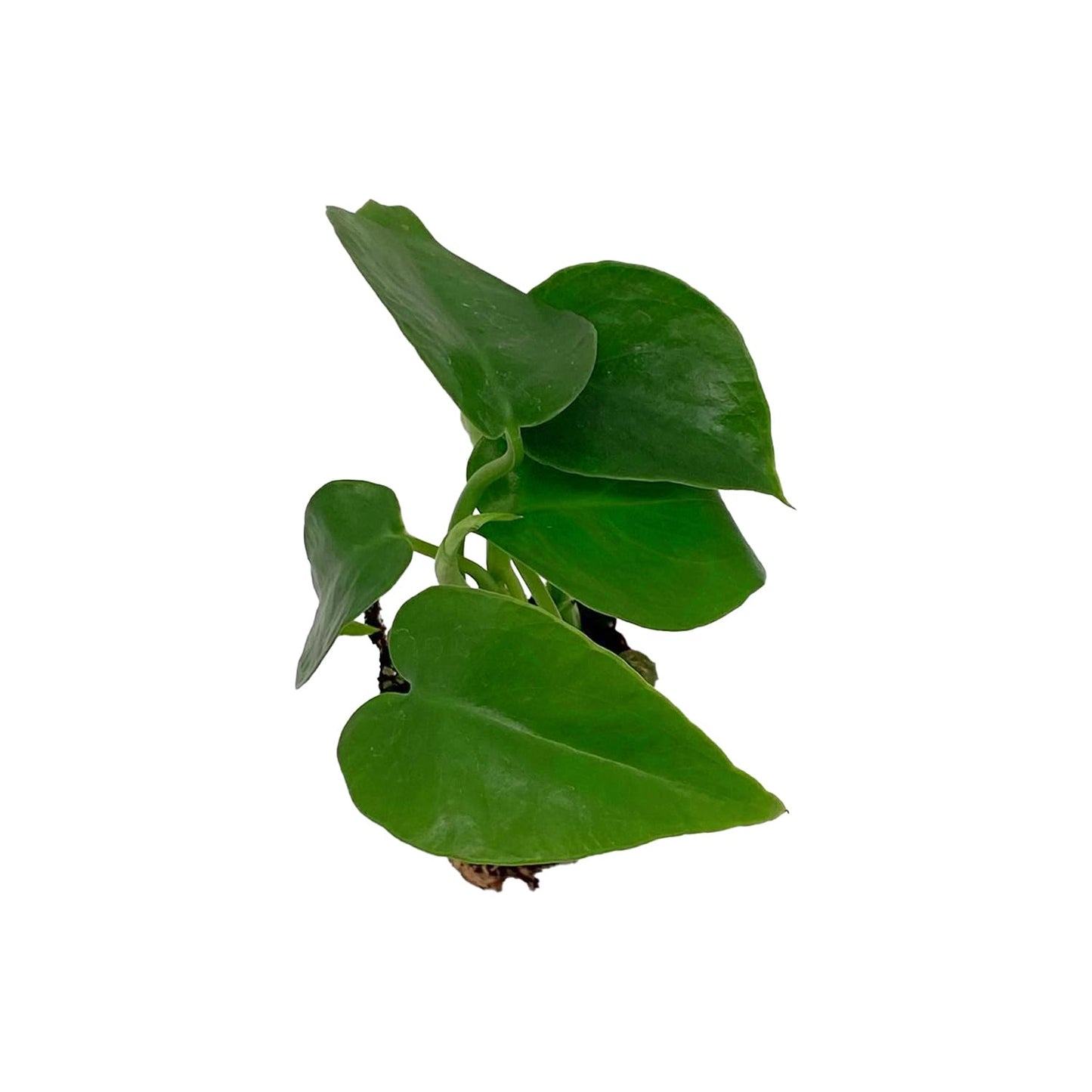ragnaroc Monstera Deliciosa 2-4" 8ct – Live Plant for Indoor Outdoor Use, Garden & Landscaping – Live Arrival Guaranteed