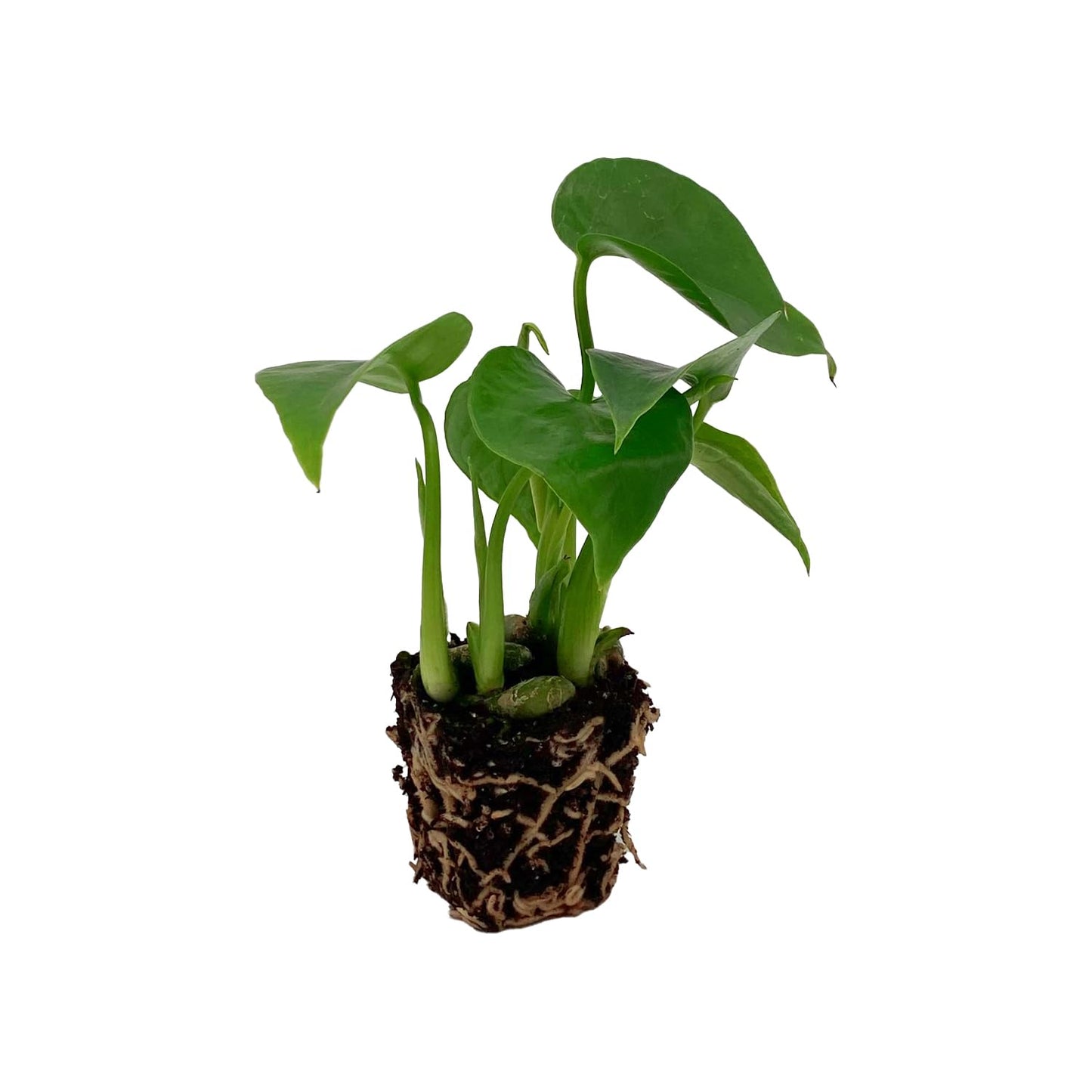 ragnaroc Monstera Deliciosa 2-4" 2ct – Live Plant for Indoor Outdoor Use, Garden & Landscaping – Live Arrival Guaranteed