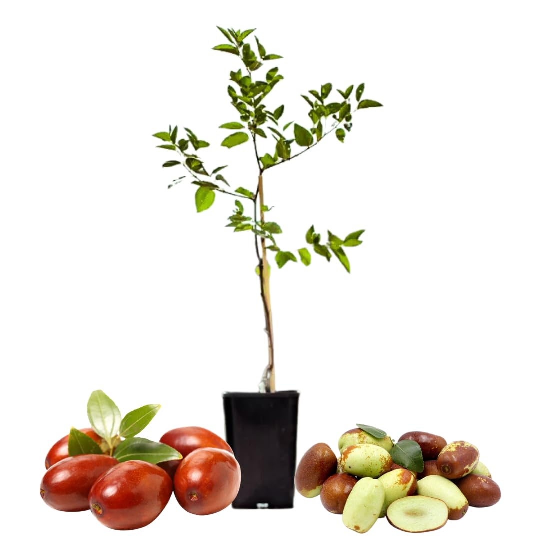 High Yield Li Jujube Tree Live Plant, 9 to 14 Inches in Tall Potted, Dormant in Winter