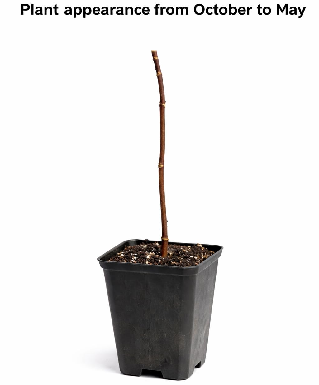 Paw Paw Tree - 6-12" Tall Indian Banana Live Plant - Quart Pot - Pawpaw Fruit Seedling - Asimina triloba