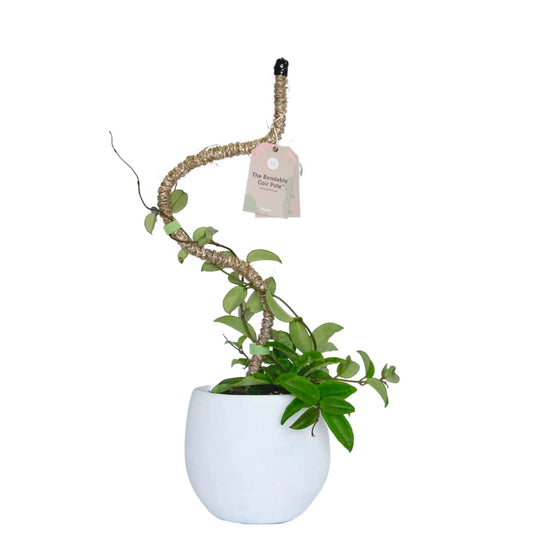 Mossify Bendable Coir Pole for Plants – 16” Premium Manila Coir Moss Pole Monstera Plant Support for Indoor & Outdoor Plant Climbing Support - Comes with Reusable Tape for Durable Plant Pole