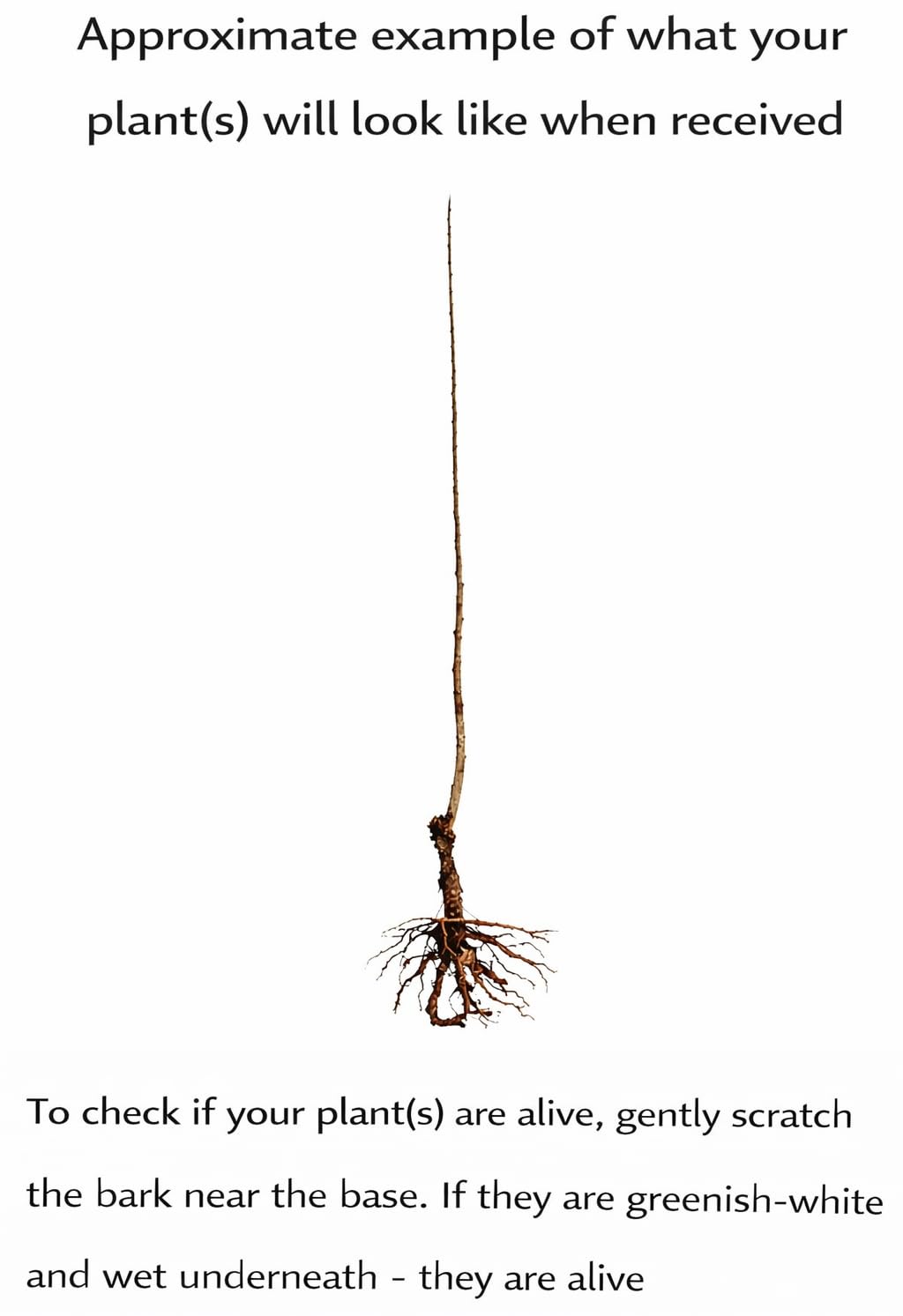 2 Black Walnut Trees - 18-24" Tall - Nut-Bearing Live Plants - Fast Growing Trees - Juglans Nigra - (2 Pack)