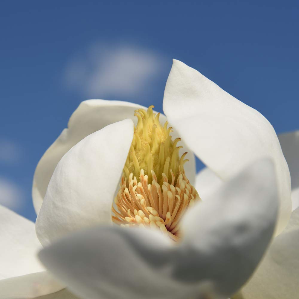 Perfect Plants Little Gem Magnolia Live Plant, 4-5', Includes Care Guide