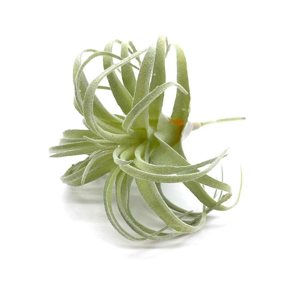 EBUYOM 2 PCS Artificial Succulents Plants Real Touch Lifelike Succulants Plants Faux Greenery Plants Garden DIY Home Office Decoration Ornament (Flocking Air Plant)
