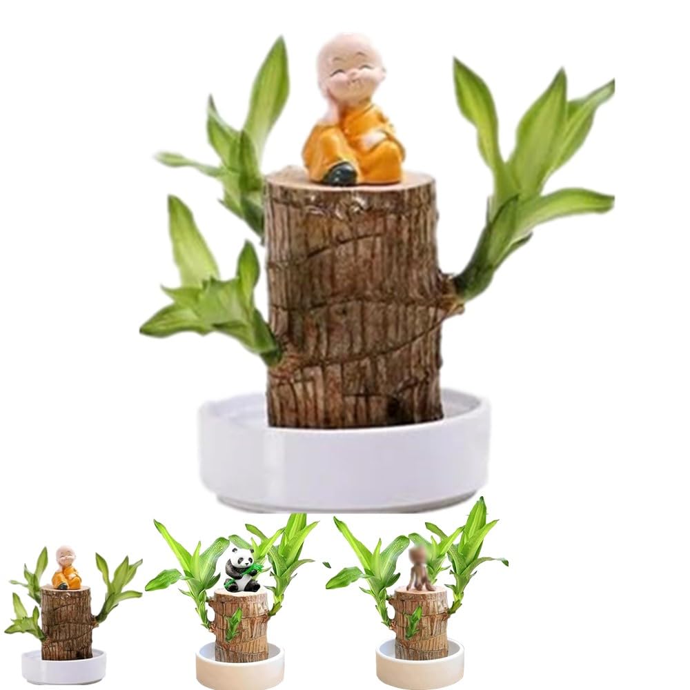 Brazilian Lucky Wood, Brazil's Lucky Tree Doesn't Need to Wait to Sprout, Hydroponic Stump for Purifying Indoor Air, Office Desk Decorations Plant Pot (B)