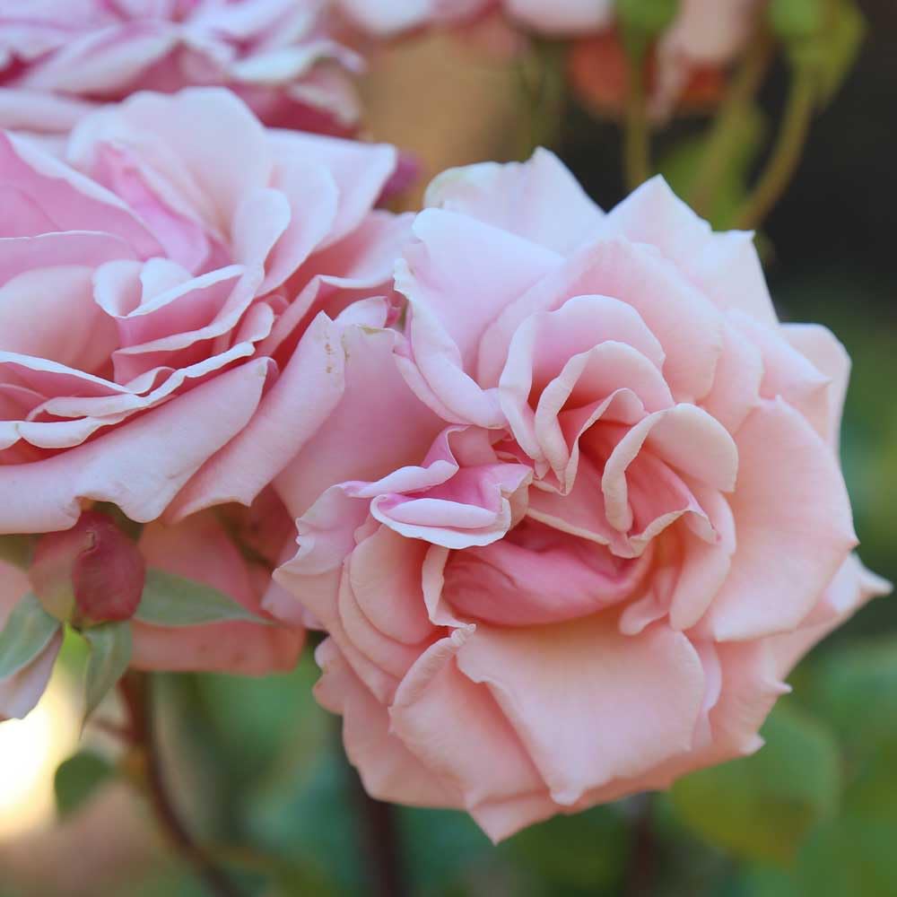 Heirloom Grandiflora Roses, Live Own Root Plant for Outdoor Garden, Mother of Pearl®, Lightly Fragrant, Hardiness Zones: 6-9, Repeat Blooming