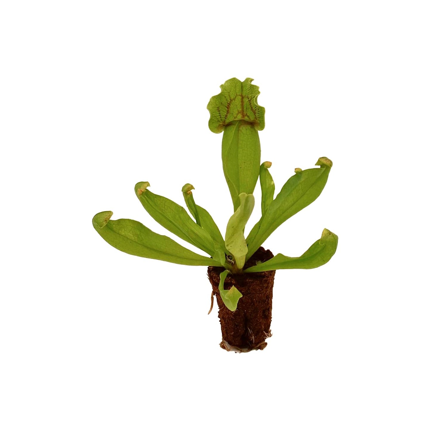 ragnaroc Sarracenia Purpurea SSP. Venosa 2-4" (Purple Pitcher Plant) 2ct – Live Plant for Indoor Outdoor Use, Carnivorous Plants – Live Arrival Guaranteed