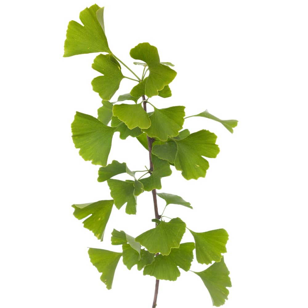 TriStar Plants Ginkgo Biloba Tree - 1 Gallon Container - Live Tree, Fast Growing, Healthy Established Roots, Shade, Fall Colors, Outdoor