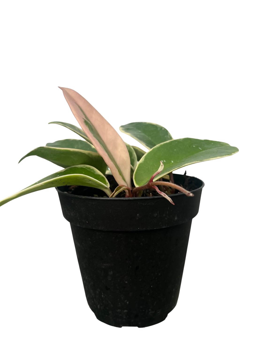 Krimson Queen Wax Plant - Hoya - 4" Pot