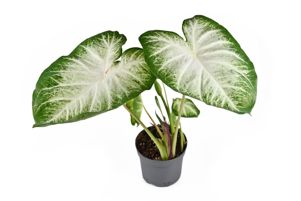 2 Snow White Caladium Bulbs for Planting - Perennial Hosta, Elephant Ears, Fancy - Grow 2 Plants