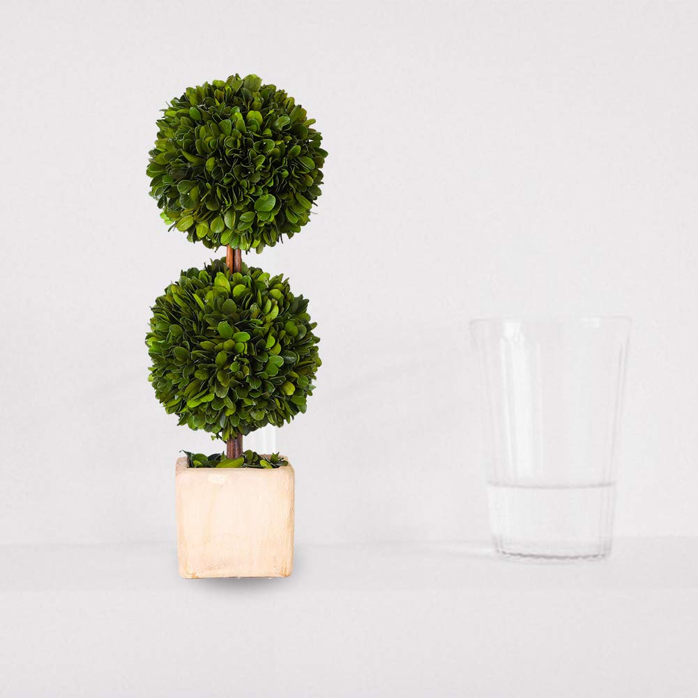 Real Preserved Boxwood Evergreen Potted Tree Globe Tree Topiary in Terracotta Planter, Home Hotel Office Decor Farmhouse (Double Balls Topiary, 12 inches high)