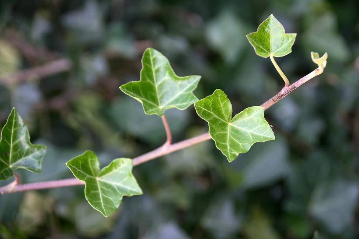 English Ivy Globe - 5 Live Plants in 4 Inch Pots - Hedera Helix - Florist Quality - Beautiful Easy Care Indoor Air Purifying Topiary Houseplant Vine