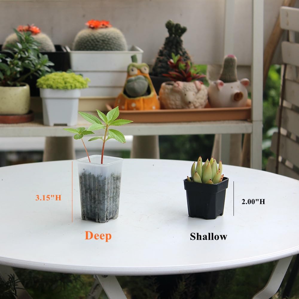 BangQiao 180 Pack 1.95 Inch Tiny Clear Plastic Square Nursery and Seedling Pot, Mini Deep Transplant Seed Starter Planter with Drain Hole for Germination, Herb, Succulent