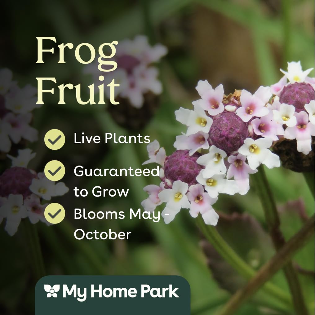Frogfruit 3 Live Plants (Phyla nodiflora) – Native Groundcover for Pollinator Gardens & Lawn Alternative, Low Growing Perennial, Drought Tolerant, Full Sun Landscaping Plant