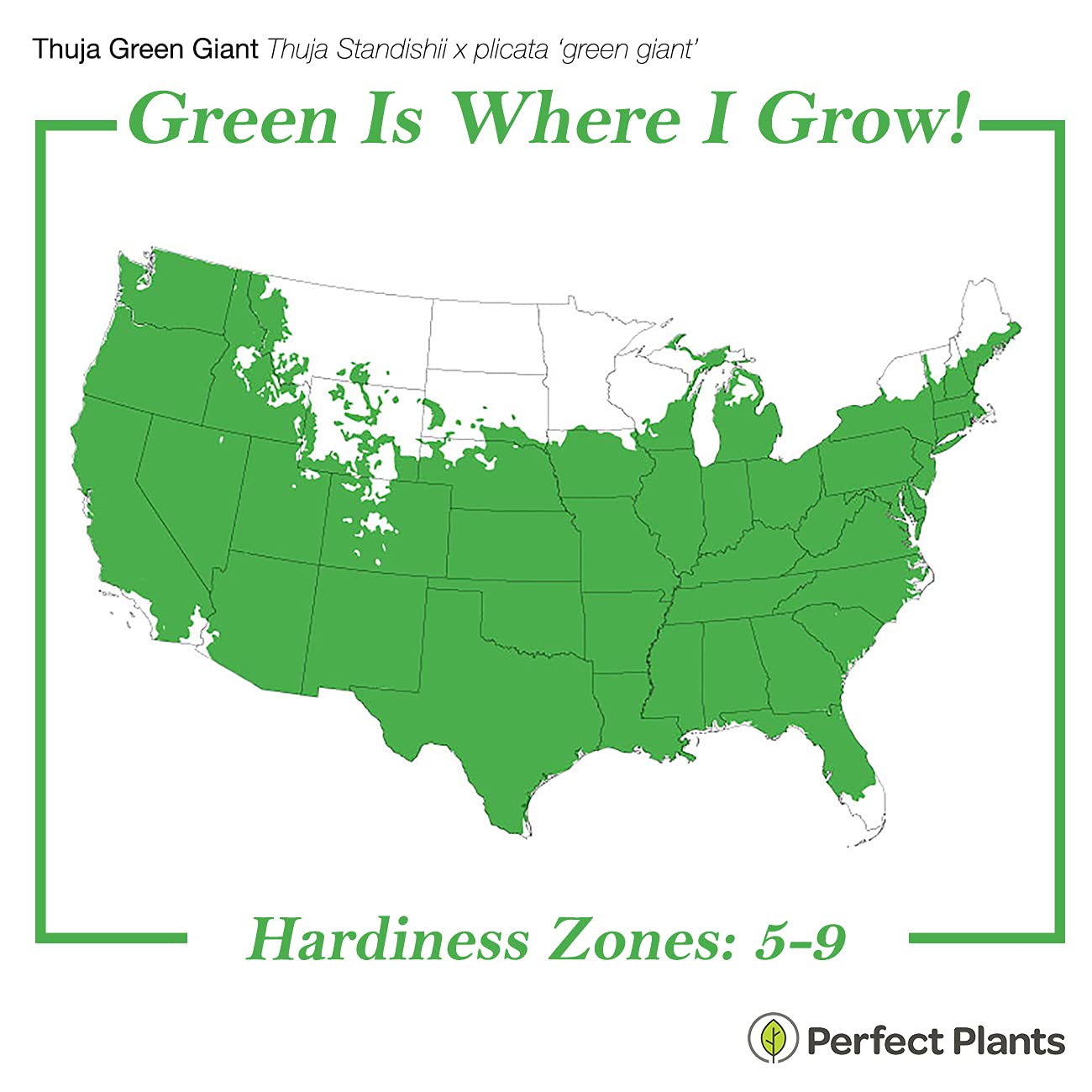 Perfect Plants Thuja Green Giant 1 Gallon | Privacy Evergreen Arborvitae | Adaptable Lush Green Foliage
