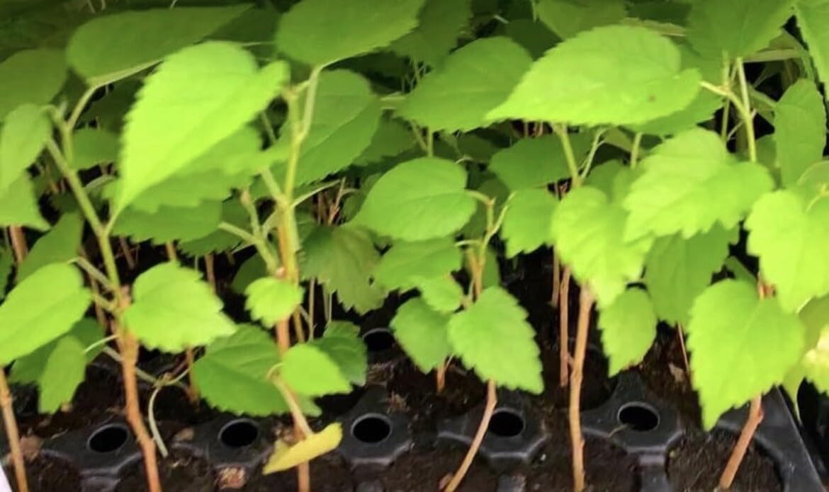Live Plant - Mulberry Tree - 'Dwarf Everbearing' - Morus nigra 4 Live Plants Edible Fruit !