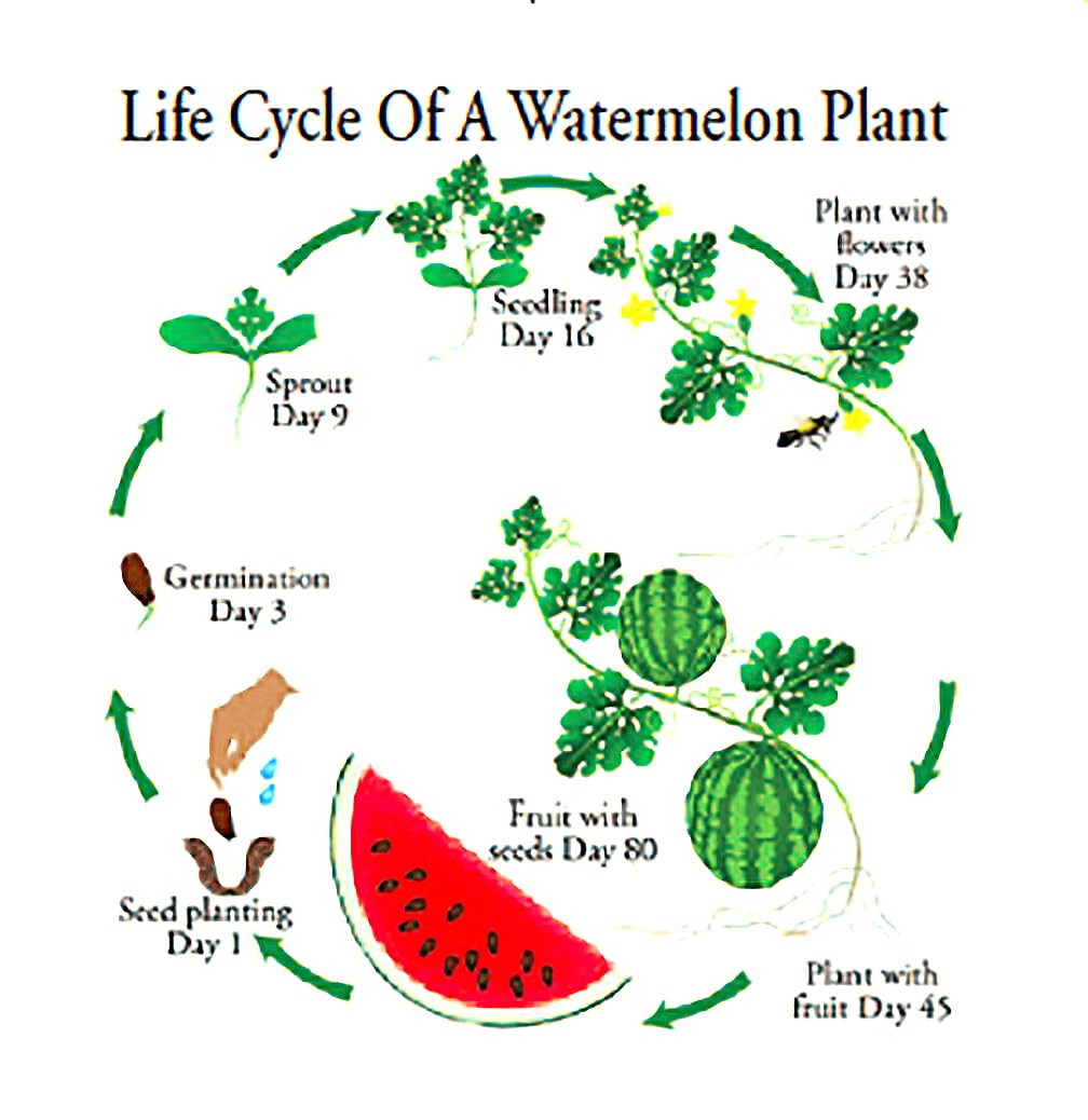 Delicious: Tendersweet Orange Watermelon Seeds - Produces Watermelons up to 15-30 Pounds!…