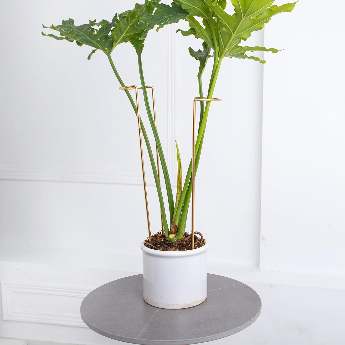 GOOOXIM 10-Pack Large Indoor Plant Stakes - 15.5-Inch Heavy Duty Metal Supports for Monstera and Outdoor Plants | Ideal for Supporting Tall Plants & Enhancing Garden Displays |