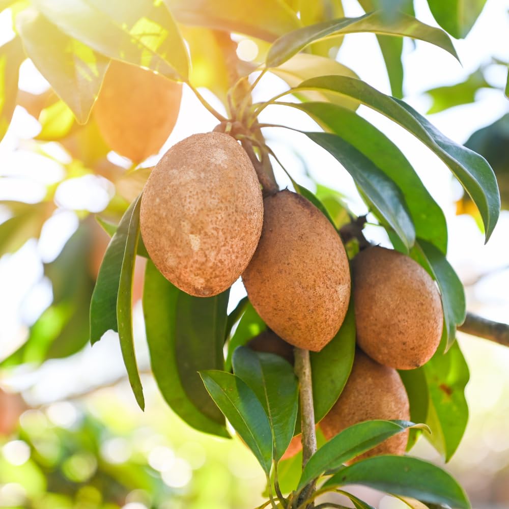 Sapodilla Tree Live Plant for Planting 2 to 3 Feet, in 3 Gallon Pot, Sapodilla Plant Live Ready to Grow, No Shipping to CA