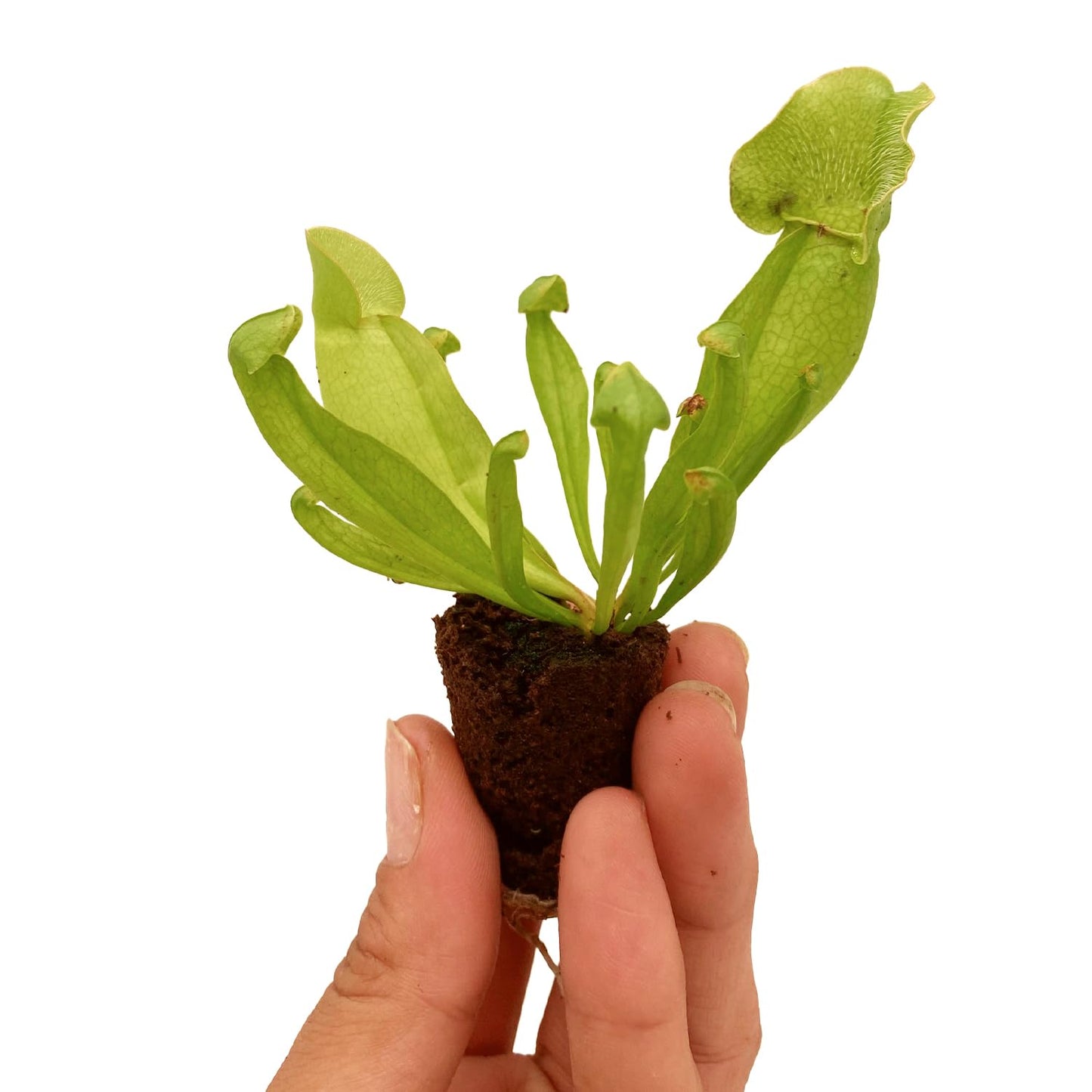 ragnaroc Sarracenia Purpurea SSP. Venosa 2-4" (Purple Pitcher Plant) 4ct – Live Plant for Indoor Outdoor Use, Carnivorous Plants – Live Arrival Guaranteed