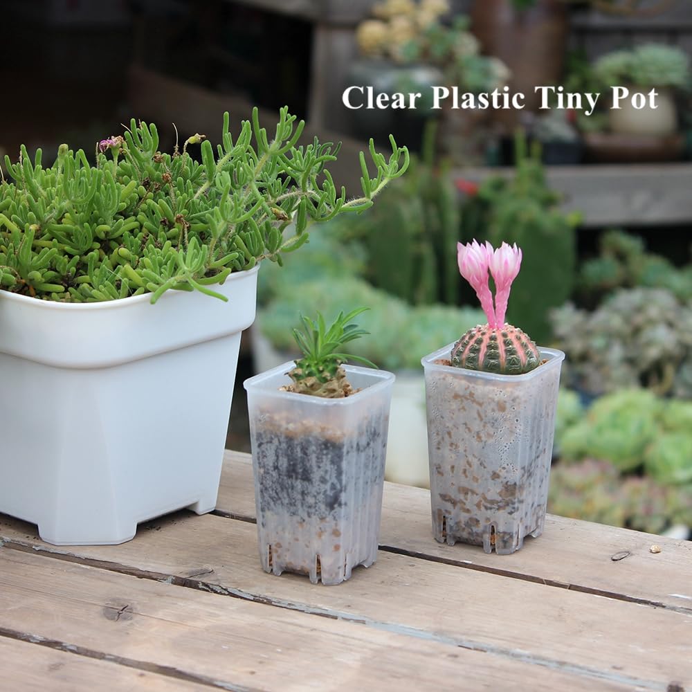 BangQiao 180 Pack 1.95 Inch Tiny Clear Plastic Square Nursery and Seedling Pot, Mini Deep Transplant Seed Starter Planter with Drain Hole for Germination, Herb, Succulent