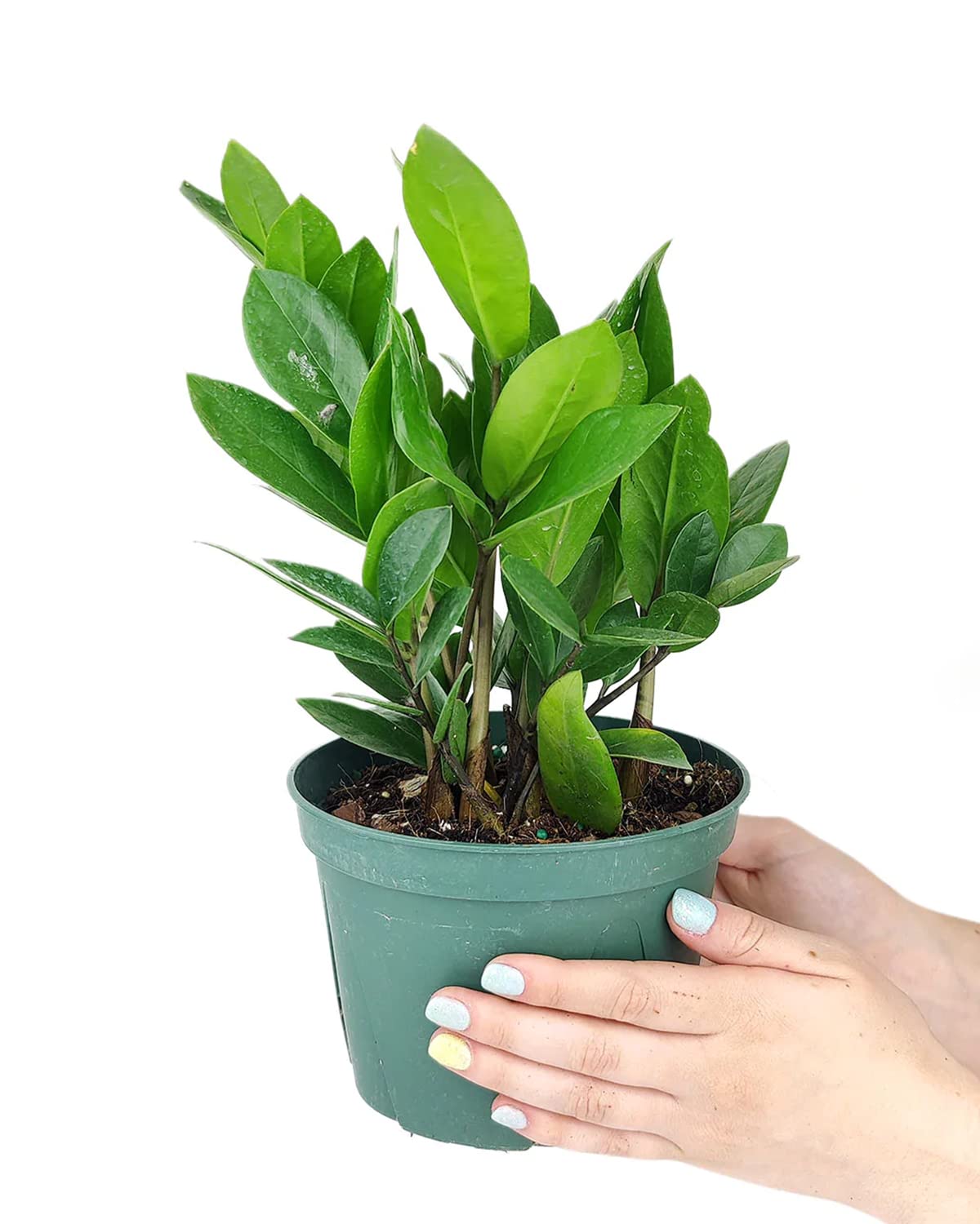 ZZ Plant (4" Grower Pot) - Low Light and Healthy Houseplant - Easy to Care, Easy to Grow Plants for Beginners - Live Healthy Houseplant for Home Office Decoration - Air-Purifying Indoor Plant