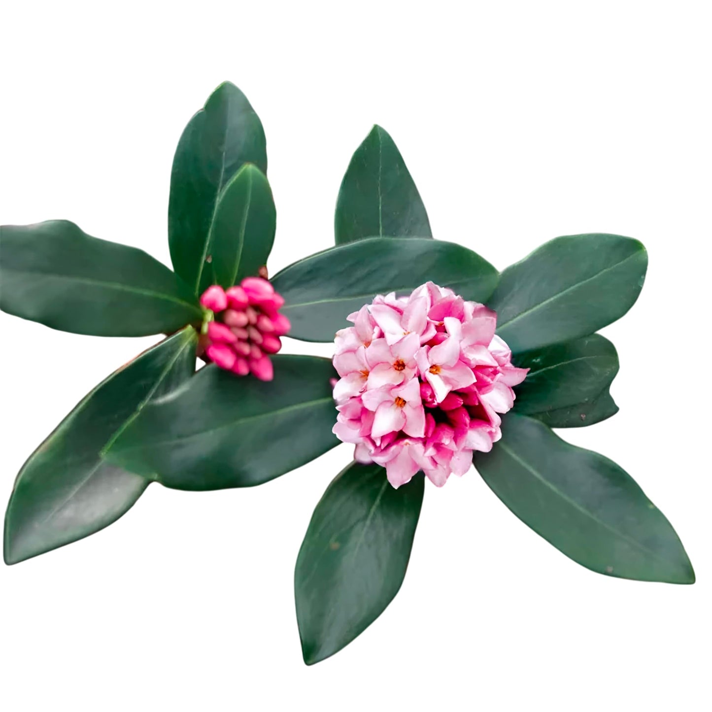 Daphne Pink Shrub – Fragrant Evergreen with Clusters of Pink Blooms, Compact Flowering Plant for Borders & Containers (1 Gallon/Potted/Single Plant)