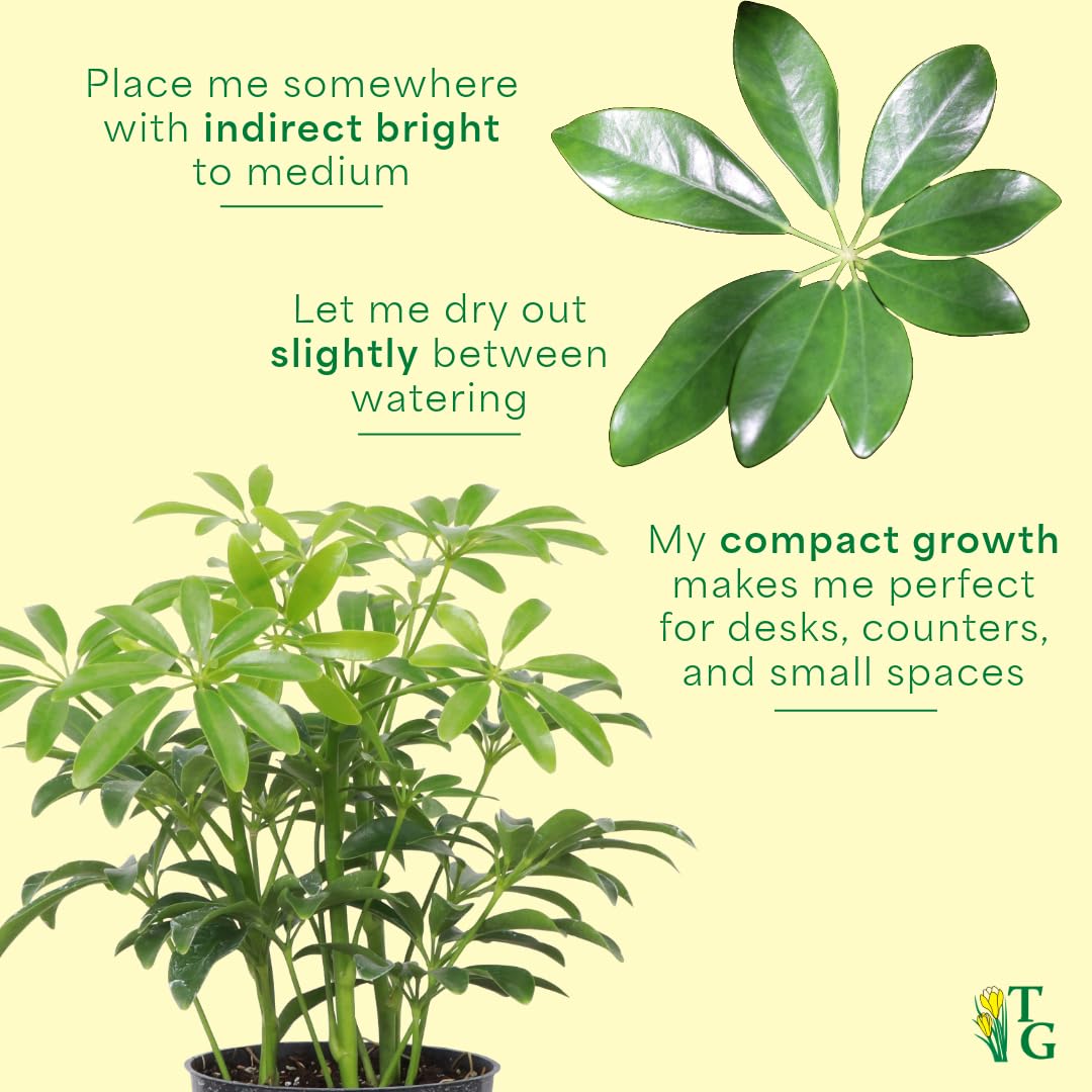 Thorsen's Greenhouse Live Arboricola Umbrella Tree Plant, Schefflera Arboricola, Natural Air Purifier, Easy to Grow, Live Indoor Houseplant, 4-inch Diameter (Natural)