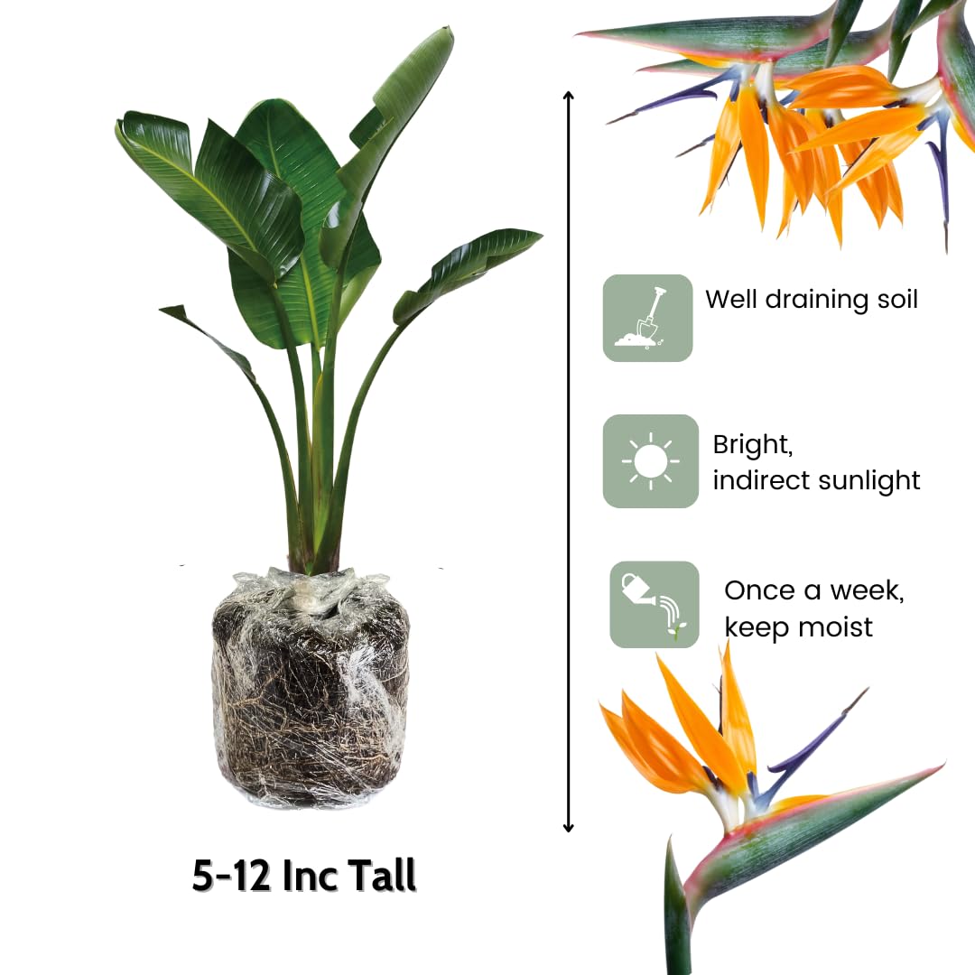 Orange Bird of Paradise Plants Live, Strelitzia Reginae Well-Rooted Bush, 5-9" Tall, No Pot, Tropical Perennial Blooming, Houseplant Indoor Outdoor Planting