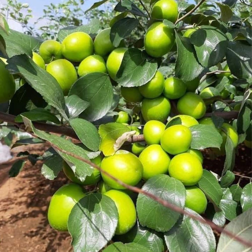 Green Jujube Tree Live Plant 2 to 3 Feet Tall, Jujube Plant 3 Gallon Pot, Green Apples Trees for Planting, No Ship to CA