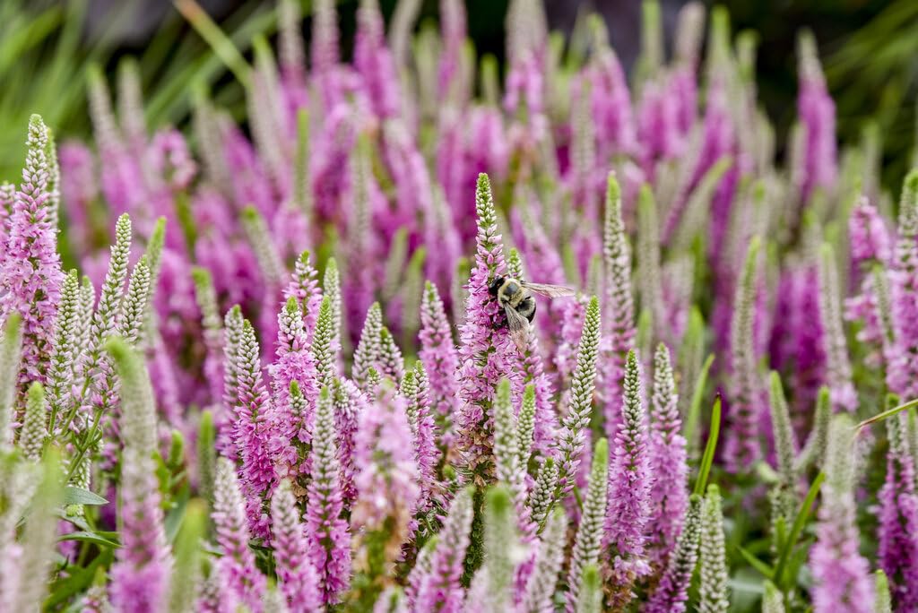 Live Plant from Green Promise Farms - Proven Winners, Veronica Magic Show 'Pink Potion' Spike Speedwell, Pink Flowers - #1 Gallon Size Container