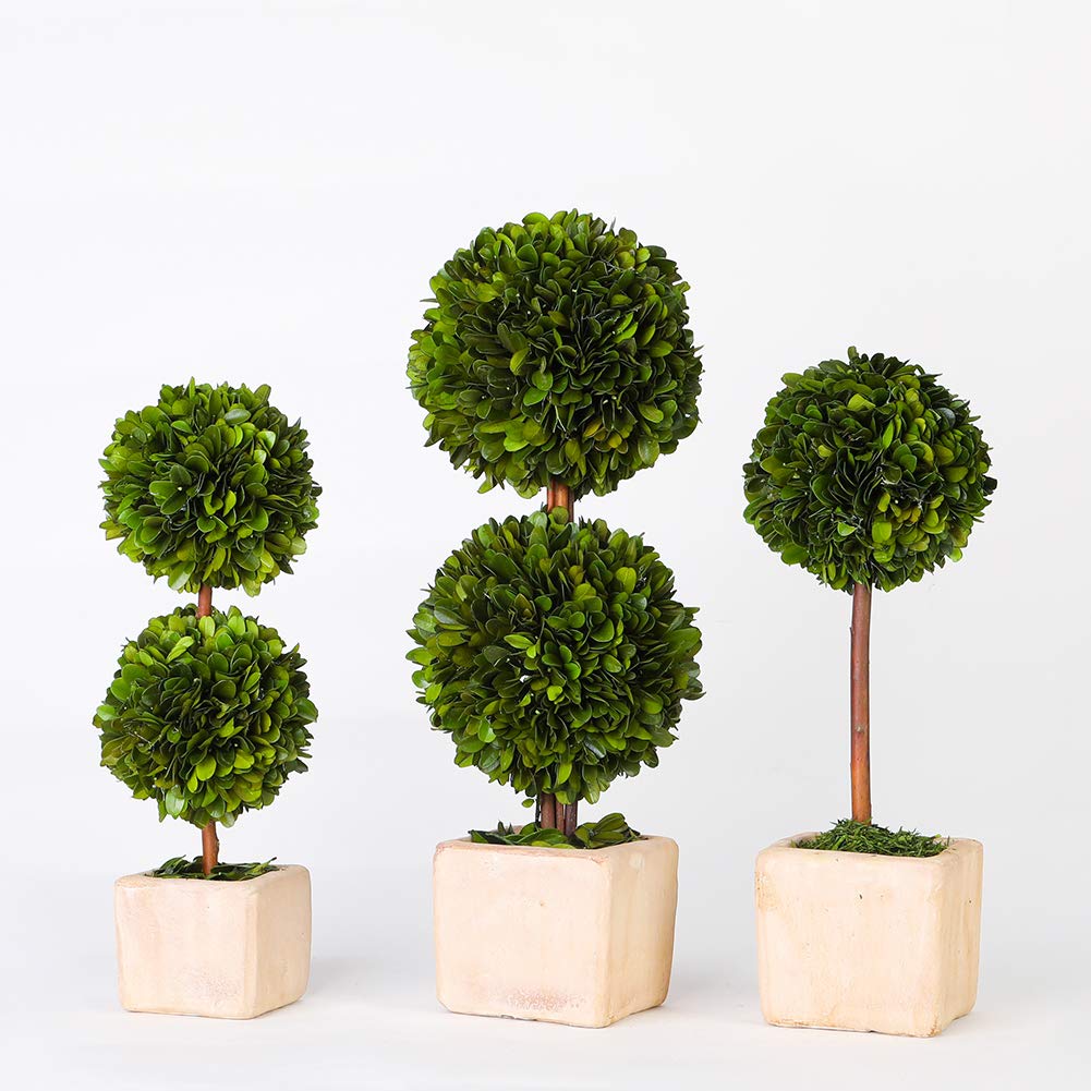 Real Preserved Boxwood Evergreen Potted Tree Globe Tree Topiary in Terracotta Planter, Home Hotel Office Decor Farmhouse (Double Balls Topiary, 12 inches high)