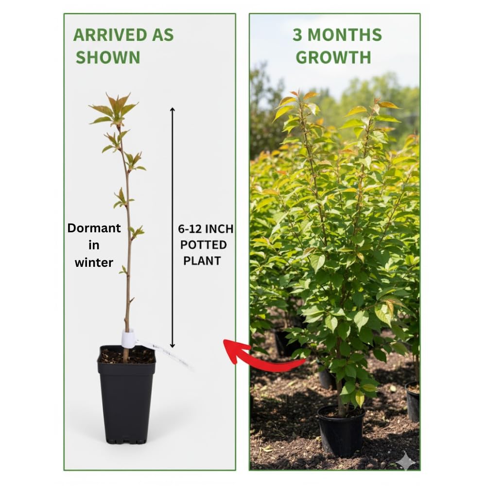 Cherry Blossom Tree, Live Ornamental Tree 6-12" Tall in Pot, Beautiful Spring Blooms for Outdoor Planting (Dark Pink Cherry Blossom)