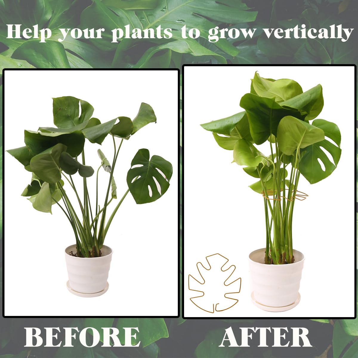 Spiritlele 5 Pcs Golden Plant Stem Support Holder Set Monstera Plant Support Clamp Growth Accessories for Indoor Plants Small