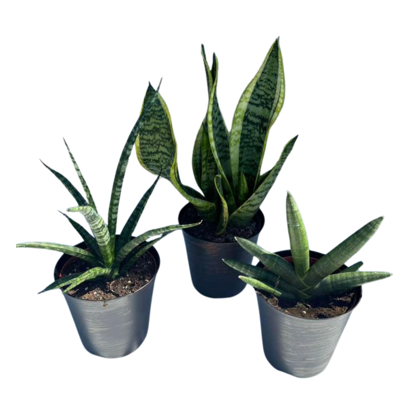 PLANTVERS Set of 3 Assorted Sansevieria in 4" Grow Pots – Live Snake Plant Collection – Easy Care Succulent Houseplants – Air Purifying Indoor Plants
