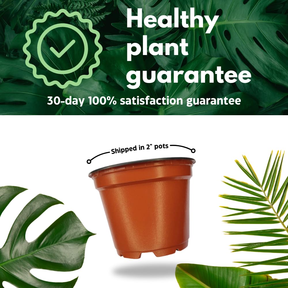 BubbleBlooms Fittonia Assortment 2 inch Pots Set of 3 Never Plant
