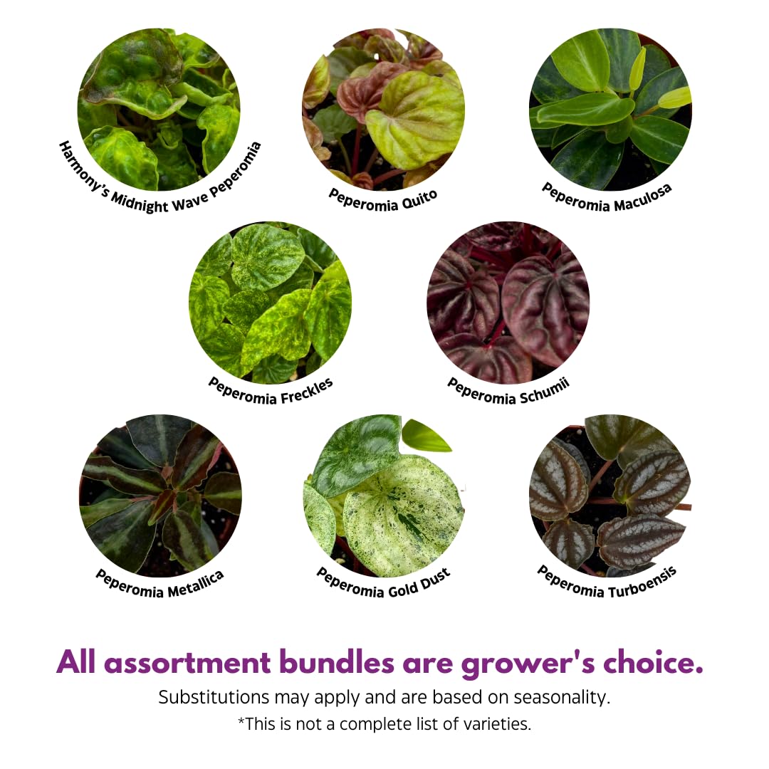 Harmony Foliage Rare Peperomia Premium Assortment Set of 3 in 2 inch pots