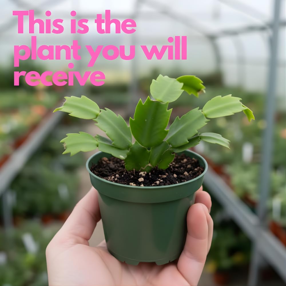 2 Pink Christmas Cactus Live Plant, 5-6 Inch Tall, Easy to Care Indoor Winter Houseplant for Office Desk and Patio Decor, Vigorous Live Holiday Plant