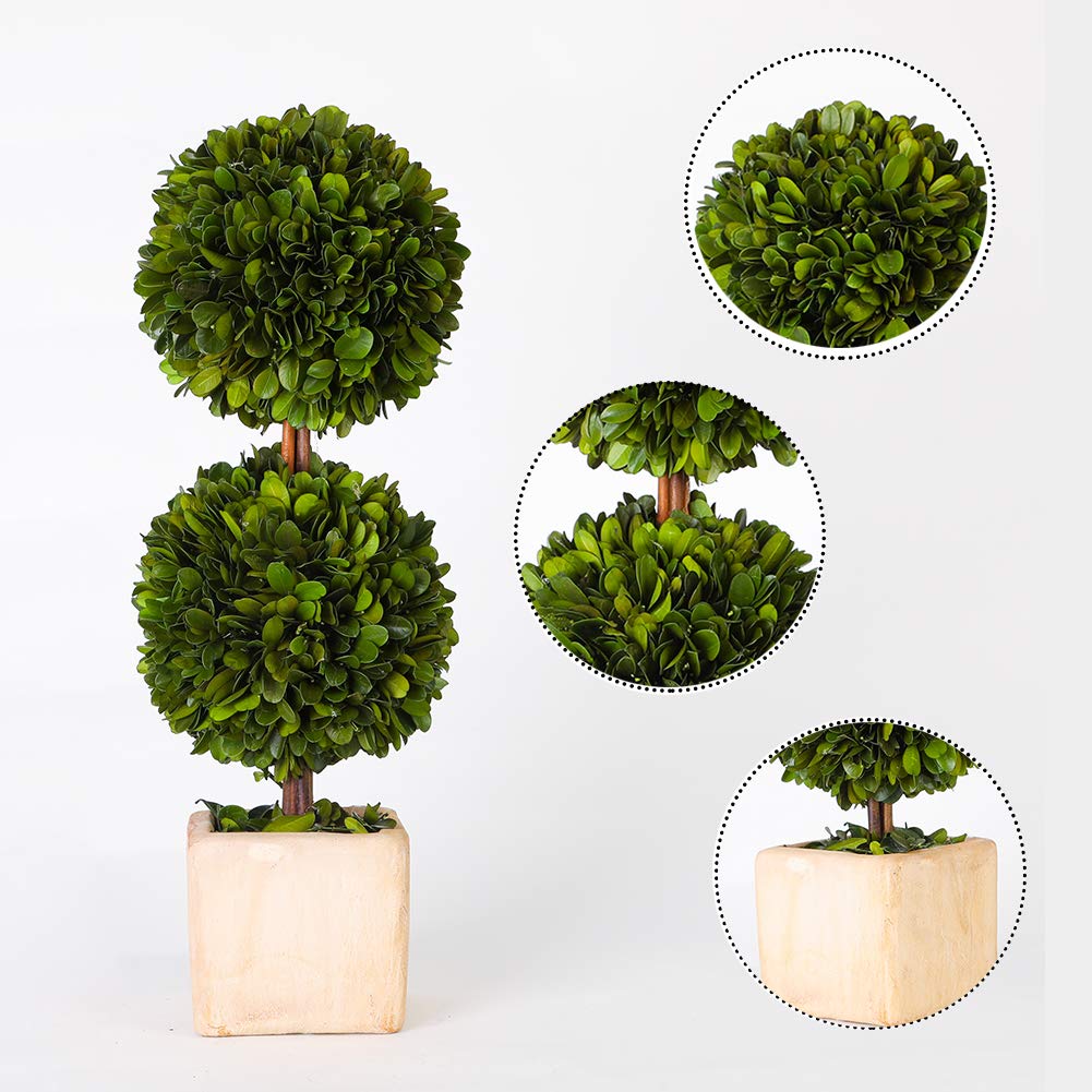 Real Preserved Boxwood Evergreen Potted Tree Globe Tree Topiary in Terracotta Planter, Home Hotel Office Decor Farmhouse (Double Balls Topiary, 12 inches high)