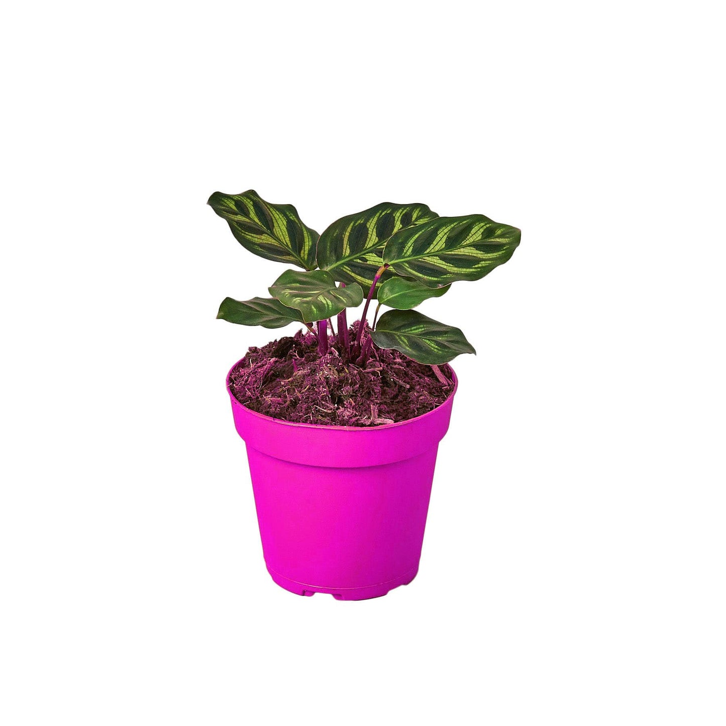 4 Pack Calathea 'Makoyana' in 6in Pot - Live Tropical Houseplant - Easy to Grow | Air Purifying | Pet Friendly | Variegated | USA Growers | The Snobby Leaf