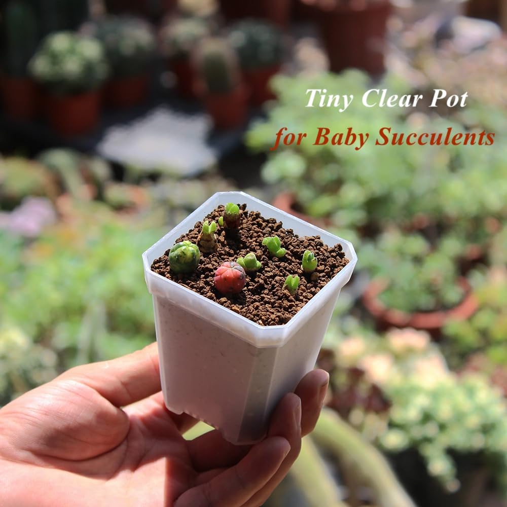 BangQiao 60 Pack Small 2.70 Inch Plastic Square Nursery Pot, Plant Starting and Transplant Planter Container with Drainage Hole for Seed Germination, Clear